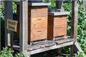 Veranstaltungsbild Das fleißige Bienchen