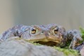 Veranstaltungsbild Natur erleben