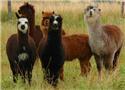 Veranstaltungsbild Ausberger-Alpaka-Farm- Junior Trainer