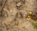 Veranstaltungsbild Wildes Bad Rothenfelde - Tierspuren lesen im JuNEP-Gelände